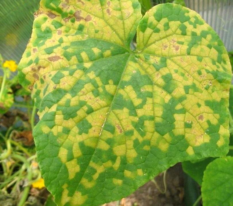 Пероноспороз на огурцах