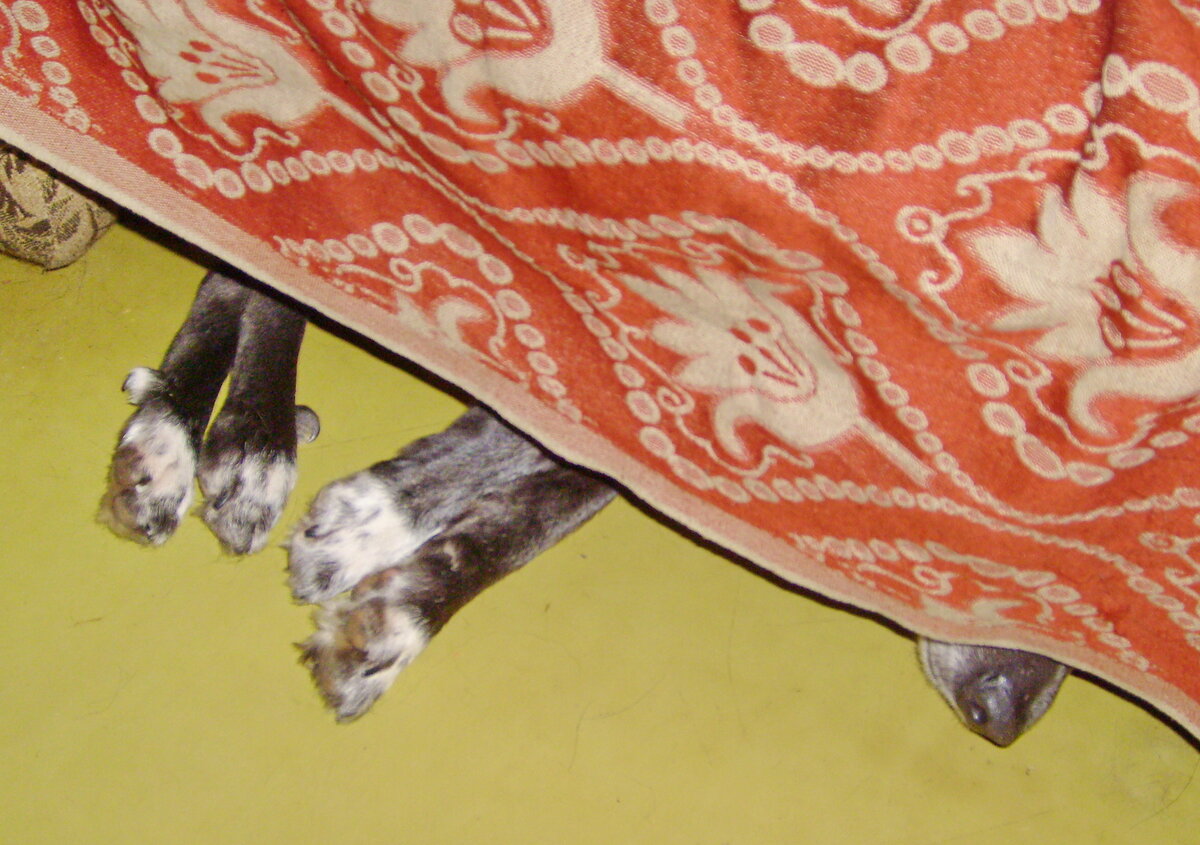 Любимое место для сна, под нашим диваном с моей стороны)