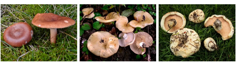 Это все разновидности Груздя.