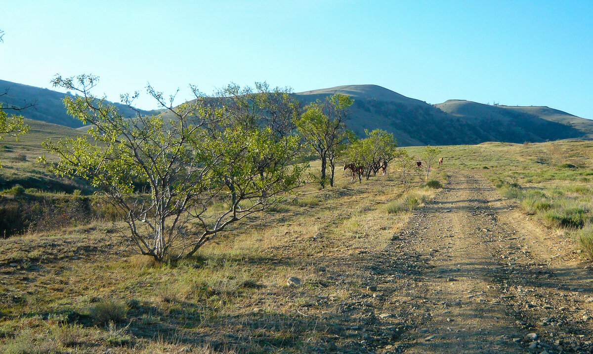 Не успели подняться на Меганом, как встретили лошадок. 