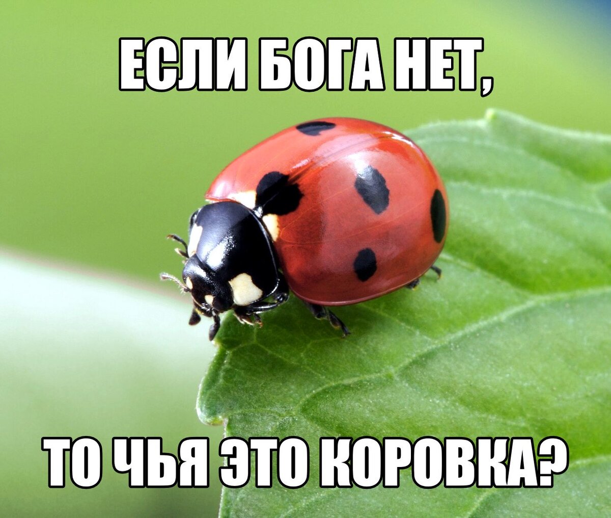 Фото - forum-slovo.ru