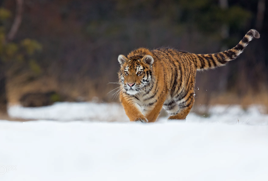 Фото Milan Zygmunt