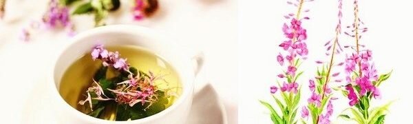 Здравствуйте, дорогие читатели. Иван-чай был известен своими лечебными свойствами еще во времена древней Руси. Из него готовили напиток, положительное влияющий на артериальное давление и успокоение сердцебиение. Копорский чай — его второе название — оказывает тонизирующее влияние на организм, т.к. содержит множество витаминов и микроэлементов. Сваренное растение можно употреблять в пищу вместо картофеля, а стебли добавлять в салат. Его даже добавляют в березовые веники из-за содержания антиоксидантов, выводящих токсины. Также его называют дикий лен. Ранее из него производили ткани и веревки. При назревании плодов появляется пух, из которого делали вату. Когда собирать Иван чай, как сушить и хранить  

Собрать Иван-чай можно на песчаных местах, опушках, возле водоемов. Нередко его находят в светлых лесах и вдоль железнодорожных путей.

Обычно цветение растения приходится на конец июня. В этот период кисть цветка не распустилась полностью – тогда и начинайте сбор.

К концу цветения на веточках снизу появляется пух – нужно следить, чтобы он не попал в сбор. Собирайте в сухую погоду, после дождя и влаги повремените со сбором.

Трава иван чай лечебные свойства

Собирать неповрежденные цветки без пыли и загрязнений. Растение желательно целиком – стебли годятся для изготовления лекарственных средств, а корни сохраните, и через год сможете снова использовать его.
Приготовление и ферментация травы Иван чай 

Давайте поговорим о том, как правильно собирать и сушить Иван чай. Для того чтобы приготовить чай из кипрея используйте цветочные кисточки.

    Читайте в рубрике:  Польза и вред Иван чая.

Для ферментации существует два способа:

1. Уложите тонким слоем кисточки, затем скрутите в рулон и крепко сожмите, чтобы выделился сок. Оставить на 10 часов в помещении при температуре 25 градусов.

При необходимости досушить в духовке при 100 градусах или на солнце. Корни следует промыть и высушить при солнечном свете или в специальной сушилке.

2. Для этого способа необходима ткань изо льна. Ее предварительно следует увлажнить (при помощи пулевизатора) чтобы она не впитала питательные вещества.

Уложить на ткань слой кипрея 2-3 см, свернуть в рулет и крепко сжать, чтобы выделился сок.

Иван чай

Затем перетирать ладонями листья. В этот момент разрушается структура цветка, и происходит наполнение питательными веществами сырья.

После обработки, сложить в стеклянную тару на 40 часов для брожения продукта. Следует подписать, чтобы не передержать массу. Для облегчения процесса подготовки используйте мясорубку, что, уменьшит количество питательных веществ.

3. Разделите сырье (верх растения и листья) на две кучки. Из одной выдавить сок с помощью соковыжималки. А вторую положить в керамическую посуду, вылить сок, придавить тяжелым предметом (15 кг). Оставить на трое суток и обсушить при 90 градусах.

Важно держать духовку приоткрытой и часто перемешивать будущий напиток.

После обработки стебли и корни следует хранить в темном прохладном месте.

Для того, чтобы высадить растение на участке, соберите семена. Их созревание приходится на конец июля – начало августа. Их не применяют в пищу и не изготавливают лекарственных средств. Попав на почву, семя иван-чая способно произрастать еще несколько лет.
Иван чай — полезные свойства, как заваривать

На древней Руси напиток готовили в самоваре. В наше время достаточно использовать керамическую и стеклянную посуду. Перед приготовлением обдайте чайник кипятком, что подчеркнет вкусовые качества. Для тонкого вкуса при заваривании используйте родниковую воду.
Способ приготовления 1

Для создания готового ферментированного чая, вскипятите пол-литра воды, залейте кипятком 3 ст. л. сухого сырья. Настаивать не меньше 10 минут, не накрывая заварник крышкой. После использования заваривают не менее 5 раз. Это не ослабит его целительные свойства.
Способ приготовления 2

Используются свежее сырье. Засыпать в небольшую посуду (из керамики или эмали) 3 см чая, залить холодной родниковой водой (приблизительно 8-10 см), довести до кипения, но не кипятить. Настаивать 10 минут.

Как правильно заваривать иван-чай

Копорский чай пьют в чистом виде и с добавлением свежих или сушеных фруктов, что усилит питательные свойства. Также с медом, шиповником, цедрой лимона, облепихой.

    Читайте в рубрике:  Трава Иван чай (кипрей) лечебные свойства.

Полезные свойства иван чая 

Чай из кипрея полезен:

✔  При поддержании кроветворной функции, т.к. содержит витамины группы В, С, и железо.

✔  При его употреблении нормализуется пищеварение, обменные процессы.

✔  Листья цветы этой травы содержат множество природных антисептиков, за счет этого является целебной и профилактической панацеей в борьбе с воспалениями и инфекциями.

✔  Увеличивает потенцию и улучшает эрекцию.

✔  Оказывает мочегонное действие.

✔  Является природным снотворным средством, мягко действующим на организм, улучшает психологическое состояние.

✔  Избавляет от изжоги, дисбактериоза и запоров.

✔  Оказывает болеутоляющее воздействие.

✔  Стимулирует синтез коллагена, замедляет старение кожи.

✔  Из-за содержания биофлавоноидов укрепляет стенки сосудов, предупреждает развитие атеросклероза.

✔  Эффективный продукт при лечении мигреней.

✔  Облегчение организма при интоксикациях и пищевых отравлениях.

✔  Помогает при лечении эпилепсии и алкоголизма.

✔  При патологии селезенки.

✔  При авитаминозах.

Трава иван чай лечебные свойства
Чем полезен иван чай для мужчин

Особое свойство излечивать простатит обеспечило популярность копорского чая среди мужчин. Он влияет на улучшение потенции.
Чем полезен иван чай для женщин 

Женщинам помогает избавиться от цистита и молочницы. Его употребляют для нормализации менструального цикла. Повышает лактацию кормящих матерей.
Чем полезен иван чай для детей 

Растение применяют и для детей. Он успокаивает нервную систему, повышает иммунитет, способствует быстрому заживлению любых ран. Его дают детям при прорезывании зубов.

Благодаря обезболивающему свойству, он помогает ребенку пройти этот сложный этап. Еще полезен при профилактике вирусных болезней.
Применение иван чая в косметологии для лица 

Настойка из травы применяется перед косметологическим массажем лица. 1 ст. л. растения смешать с 1 ст. кипятка. Подержать лицо над паром 10 минут. Не наклоняйте сильно низко лицо – можно обжечься.

Иван чай

Для противовоспалительной маски сделать настоять траву на спирту, взять 10 мл этого раствора толокно и соль. Смешать и держать на лице 15 минут, затем смыть.

Иван-чай добавляют в качестве активного компонента в маски, бальзамы и крема.

Кипрей – вариант замены чая и кофе. В нем не содержится кофеина, но он является бодрящим напитком. Подойдет для людей, которые следят за своим питанием и сидят на диетах, ведь он не задерживает веществ. За счет этого свойства его можно давать маленьким детям.

В жару чай из кипрея – лучший напиток. Он не только утоляет жажду, но и наполняет тело питательными веществами.
Противопоказания к применению иван чая 

Важно знать не только, чем полезен Иван чай, полезные свойства и его применение, а также, и противопоказания к применению данного растения.

✔  Нарушения функции свертываемости крови.

✔  Индивидуальная непереносимость.

✔  Не рекомендуется непрерывно принимать чай более 1 месяца – возможна дисфункция кишечника.

✔  Иван-чай обладает слабительным эффектом, имеете желудочно-кишечным трактом проконсультируйтесь с врачом.

✔  Употребление чая с седативными веществами вызовет сонливость.

✔  Нельзя принимать с жаропонижающими препаратами.

✔  Беременным желательно проконсультироваться с врачом.