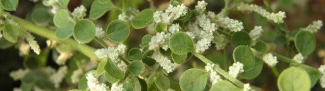 Здравствуйте, дорогие читатели. В каждом регионе есть свой список лекарственных растений, которые используются местными жителями для своих потребностей. Но у некоторых трав целебные свойства столь впечатляющи, что они становятся популярными и востребованными далеко за пределами своей родины. Так произошло и с шерстистой эрвой, более известной как пол-пала. В диком виде она встречается на африканских, азиатских, австралийских, аравийских и индийских землях. Но ее стали культивировать сначала в Грузии, а позже и на территории России. Чем же так хороша пол-пала — лечебные свойства и противопоказания будут рассмотрены в этой статье. Трава пол-пала — как лечебное сырье

Для нужд народной медицины можно использовать все растение. В аптечной упаковке в измельченном виде присутствуют листья, стебель, корни, соцветия. Также здесь присутствует и семя, которое можно своими силами вырастить на дачном участке.

За период вегетации траву можно срезать 3-4 раза. Достаточно только дождаться, пока она отрастет сантиметров на 30-40. Это двухлетнее растение, но у нас оно не переживет зиму – морозы не по нем.

Поэтому все корневища нужно выбрать осенью и засушить. Сушка стандартная – в разложенном или подвешенном виде под навесом. Как и любое лекарственное сырье, хранить высушенную эрву нельзя в полиэтилене, только в тканевых мешках или бумажных пакетах. Она не теряет своих целебных свойств в течение трех лет.
Химический состав

Вся польза любого растения обеспечивается его химическим составом. Пол-пала изучена недостаточно хорошо, но все же некоторые исследования проведены были.

Согласно им в растении присутствует ряд ценных веществ, которые успешно используются с давних пор в народной медицине многих стран мира.

    Алкалоиды. В зависимости от своей концентрации могут давать противоположный эффект – возбуждение и торможение нервных реакций. Также они оказывают противоспазмовое действие, обезболивают и активизируют кровообращение.

    Терпены. Выполняют роль диуретиков, воздействуют как антисептики и противовирусные вещества, усиливают отведение мокроты.

    Флавоноиды. Позитивно воздействуют на работу сердца, нормализуют давление. Улучшают состояние сосудов, повышают эластичность сосудистых стенок.

    Пектины. Усиливают обменные процессы, способствуют освобождению от токсинов и зашлакованности.

    Органические и аминокислоты. Оказывают обеззараживающее действие, улучшают состав крови и обмен веществ, способствуют усилению регенерации тканей.

    Минеральные вещества. Нормализуют водно-солевой и щелочно-кислотный баланс, задействованы в различных процессах биосинтеза и регуляции работы организма.

    Полисахариды. Активно участвуют в метаболизме, активируют иммунитет, пополняют энергетические запасы.

    Кумарины. Работают как антикоагулянты непрямого действия. Имеют кроверазжижающие и успокоительные свойства.

    Сапонины. Способствуют гемолитическим процессам, выведению холестерина из организма, облегчают проникновение макромолекул, например, белков, внутрь клеток.

Пол-пала — лечебные свойства и противопоказания

Рассмотрим полезные и лечебные свойства растения.

Благодаря богатому составу пол-пала оказывает благотворное влияние буквально на все структуры организма:

✔   Помогает бороться с простудными заболеваниями и гриппом, купирует воспалительный процесс.

✔   Оказывает бактерицидное, антисептическое и противовирусное действие.

✔   Является мочегонным средством, выступая в роли диуретика и салуретика, помогает разрушать и безболезненно выводить мочекаменные образования из организма.

✔   Очищает тело от скопления шлаков, повышенного содержания уратов, аммиака и солей тяжелых металлов.

✔   Оказывает положительное влияние на состав крови, препятствует тромбообразованию.

✔   Дает успокоительный эффект.

✔   Нормализует работу желудка, печени, поджелудочной железы, кишечного тракта, избавляет от полипоидных структур.

✔   Нормализует циклические процессы у женщин, затормаживает деление атипичных клеток при гинекологических новообразованиях (миома, киста и пр.).

✔   Помогает бороться с поражениями суставов и межпозвоночных дисков.

✔   Используется как обезболивающее средство.

✔   Гармонизирует различные виды обменных процессов.

✔   Помогает при мигренях.

✔   Используется в косметологии для борьбы с воспалениями, прыщевыми высыпаниями, улучшает состояние кожи и возвращает лицу здоровый цвет.

✔   Оказывает иммуномодулирующее и антиоксидантное действие.

Пол пала
Показания к применению

    Интоксикация организма, профилактика развития новообразований.

    Артриты, артрозы, остеохондроз, спондиоз, подагра и т. п.

    Грипп, простуда.

     Заболевания ЖКТ, панкреатит, а также как желчегонное средство.

    Проблемы с мочевой системой (циститы, пиелонефрит, уретрит, мочекаменное заболевание, мочекислый диатез), наличие отеков.

    Необходимость в разжижении крови, склонность к тромбообразованию.

    Используется в комплексной терапии как ранозаживляющее и противоболевое средство.

     Угревая сыпь, прыщи, увядающая кожа.

    Неврозы, стрессы, переутомление.

    Общее укрепление организма, стимуляция защитных механизмов, предупреждение инсульта, инфаркта, укрепления сосудов.

Противопоказания и особенности применения

Как и любое средство растительного происхождения, пол-пала может вызвать аллергическую реакцию. Это может проявиться в виде приступов тошноты, высыпаний на коже, гиперемии, отека Квинке (отечность в основном лица или какой-то его части).

Являясь мощным мочегонным средством, растение способствует активному выведению из тела натрия и кальция.

Поэтому следует отказаться от его использования при соответствующих заболеваниях, связанных с утратой этих ионов – при остеопорозе, гипопаратиреозе, рахите, почечной остеодистрофии и т. п.

Кроме того, эрву нельзя принимать параллельно с другими диуретическими средствами. Также не стоит рисковать при наличии крупных почечных камней, размер которых превосходит диаметр мочевыводящих путей.

Данное растительное средство имеет выраженные желчегонные свойства. Поэтому его нельзя использовать при закупорке желчных протоков.

В силу активного воздействия травы пол-пала на различные органы, ее не следует применять для детей, младше 12 лет.

Что же касается периода беременности и грудного вскармливания младенцев, то здесь возможность использования лекарственного растения следует обсуждать с врачом.

Растение недостаточно исследовано. Потому его применение наряду с различными лекарственными препаратами не выяснено. В любом случае при желании начать прием пол-пала следует проконсультироваться с врачом.

И еще один немаловажный момент. Кислотные составляющие пол-пала негативно сказываются на состоянии эмали зубов – она начинает размягчаться и истончаться. Поэтому отвары этой травы настоятельно рекомендуется выпивать через трубочку, чтобы минимизировать контакт с зубной поверхностью. Но и этого недостаточно. После употребления такого напитка необходимо старательно прополоскать рот водой.
Применение пол-пала (эрва шерстистая) в народной медицине

Траву в лечебных, а также профилактических целях используют в основном в виде отваров и фиточаев. Ее можно приобрести в аптеках или специализированных фитомагазинах.

Пол пала

Хранить сырье рекомендуется в оригинальной упаковке при температуре не выше 30 градусов. Но можно пересыпать траву в тканевый мешок.

В металлических емкостях лекарственные растения хранить нельзя. Целебные свойства пол-пала проявляет в течение трех лет с момента сбора. Поэтому запрещено использование сырья по истечении этого срока.
Как приготовить отвар

    Две маленькие ложки сырья всыпать в эмалированную кастрюлю, залить стаканом прокипяченной и охлажденной воды. Смесь прогревать на водяной бане около 15 минут. Необходимо регулярное помешивание. Отвар охлаждают, фильтруют, растительный остаток отжимают. Кипяченой водой восстанавливают исходный объем жидкости (200 мл).

Пьют с трубочкой по ¼ стакана трижды за день, слегка подогревая средство. Сначала его обязательно следует встряхнуть. Желательно это делать перед едой, где-то за полчаса. Курс приема – от декады до месяца.

После необходимо сделать месячный, а то и более продолжительный перерыв. После можно повторить курс. Как правило, 2-3 повторов достаточно для решения ряда проблем, таких как мочекаменная болезнь, заболевания желчного пузыря, поражения ЖКТ, ухудшение состояния сосудов, воспалительные процессы. Как профилактическое средство отвар эрвы пьют курсом дважды в год, не чаще.

С целью избавления от камней и профилактики инфарктов насыщенность отвара следует повысить. Здесь рекомендуется использовать большую ложку сырья на каждый стакан воды.

    Другой вариант приготовления целебного отвара. Пару маленьких ложек сырья засыпают в кипяток и держат на малом огне в течение 3-5 минут. После остывания отвар процеживают. Пьют в виде фиточая трижды в день с использованием трубочки. Разовая доза – до половины стакана. Отвар имеет достаточно приятный вкус, поэтому подслащивать его не нужно.

Желательно каждый день готовить свежую порцию напитка. Но допускается хранение в прохладных условиях готового отвара не более двух суток.

В период лечения эрвой настоятельно рекомендуется отказаться от спиртных напитков и придерживаться диетического рациона, направленного на минимизацию или полный отказ от соли и острых приправ.
Приготовление настоя

Настой пол-пала обладает значительным диуретическим и салуретическим эффектом, то есть активно выводит из организма ионы натрия, кальция, хлора. Он помогает снизить содержание мочевой кислоты в организме, что делает его полезным при подагре.

Также мочегонные свойства эрвы шерстистой помогут нормализовать давление у гипертоников. Растение показано при наличии отеков различной этиологии, а также при диабетической нефропатии.

Особенность данного средства в том, что в отличие от медикаментозных препаратов оно не вызывает резкого обезвоживания организма. Еще настой обладает выраженным желчегонным эффектом.

Широкую популярность трава пол-пала получила благодаря своему свойству разрушать камни и выводить песок из почек.

Однако следует сделать акцент на том, что настой пол-пала поможет избавиться лишь от конгломератов, имеющих мочекислое происхождение, то есть тех, которые образованы уратами. Соответственно, если камневые образования имеют оксалатную либо фосфатную природу, данное растение окажется здесь бесполезным.
Как приготовить настой?

Большую ложку травы нужно залить 200 мл кипящей воды. Настаивать смесь следует в термосе. Время настаивания не должно быть меньшим 2-3 часов. Если у вас нет термоса, то заварить сырье можно в стеклянной или керамической посуде, например в заварнике.

Для качественного настаивания его нужно старательно укутать толстым полотенцем, шарфом либо небольшим одеялом. Прибегают к помощи такого настоя как при остром заболевании, так и при обострении хронического недуга.

пол пала

А о пользе пол-пала как профилактического средства уже было сказано выше. Это же касается и настоя.
Рекомендованная разовая дозировка:

— дети до 12 лет – не принимают:

— 12-14 лет – одна большая ложка;

— подростковый период – 2-3 большие ложки;

— взрослые – от 50 мл до ½ стакана.

Первые признаки действия средства будут заметны после минимального курса приема, равного 10 дням. Устойчивые изменения появляются после 2-3 полных курсов. Период непрерывного каждодневного приема пол-пала не должен превышать 30 дней.

После этого обязательно следует сделать перерыв, не менее месяца, а лучше – от двух месяцев до полугода.

Отвары и настои лучше использовать в составе комплексной терапии. Они могут быть назначены при атеросклерозе, простатите, цистите, циррозе и ряде других заболеваний, в том числе инфекционного, воспалительного и хронического характера.

Фиточаи из пол-пала рекомендованы для лечения поражений как верхних, так и нижних дыхательных путей, а также применяются в профилактических целях для укрепления иммунитета. Они помогают купировать воспаление, способствуют разрежению и выведению слизи.

Заваривают чай так же, как и традиционный черный либо зеленый чай, но пьют исключительно через трубочку. Лучше принимать его утром натощак, а также вечером. Непосредственно перед отходом ко сну употреблять напиток не рекомендуется из-за его мочегонных свойств.
Наружное применение травы

Для лечения кожных поражений, язв, фурункулеза, можно использовать припарки. Это распаренное растение, те самые отжимки, которые остались после приготовления настоя или чая. Но они должны быть теплыми. Также наружно применяются компрессы и примочки из самого отвара.

В косметологии отвар травы применяется в качестве тоника. Он показан для ухода за проблемной кожей. Пол-пала помогает избавиться от угревой и прыщевой сыпи, так как является бактерицидным и противовоспалительным средством.

Его можно использовать в качестве составного ингредиента в лосьонах. Для этого огуречный лосьон или лимонный тоник, изготовленный самостоятельно, смешивают с отваром эрвы шерстистой в соотношении 1:1.

Для наружного применения пол-пала особых противопоказаний нет, кроме как возможности индивидуального реагирования аллергического характера. Поэтому перед нанесением средства на лицо, следует протестировать его на ограниченном участке кожи, например, на внутренней поверхности локтевого сгиба.