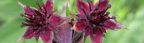 Здравствуйте, дорогие читатели. Среди многих лекарственных трав сабельник болотный отличается своими уникальными свойствами. Это растение успешно применяют в онкологии. Другое простонародное его название — русский женьшень. Сабельник — очень распространенное растение. Лечебную траву можно встретить где угодно. Особенно — на болотных местностях. Растение многолетнее. Стебель может быть метровым и имеет коричнево-красный цвет. Листья очень необычной формы, имеют 5 частей. Лицевая сторона листьев имеет насыщенный цвет сочной зелени, а изнаночная — серебристая с сероватым оттенком. 
Эту могущественную траву по-другому называют «сабля». В конце концов, растение, подобно вышеупомянутому оружию, убивает многие заболевания, которыми подвергается хрупкое тело человека.

Для исцеления обычно используют весь сабельник. Стебель, листья и корень обладают целебными свойствами.

Но в корне сосредоточено наибольшее число витаминов, микроэлементов и полезные вещества, такие как, компоненты танина, витамин С.
Сабельник болотный — полезные свойства

Самые ярко выраженные полезные свойства сабельника заключаются в его воздействии:

    Общеукрепляющем, иммуномодулирующем.
    Противовоспалительном.
    Противовирусном, антибактериальном и противогрибковом.
    Обезболивающем.
    Кровоостанавливающем.
    Противоопухолевом и так далее.

Показания к применению

Именно целительный состав растения может излечить любые болезни, а именно:

    Болезни суставов.
    Ослабленный иммунитет.
    Заболевания, связанные с онкологией.
    Сердечные заболевания.
    Слабые сосуды.
    Заболевания репродуктивной системы.
    Нарушение кожного покрова (раны, гнойники).
    Заболевания полости рта.
    Плохой обмен веществ.

Растение обладает противоопухолевым действием и является отличной профилактикой с раковыми заболеваниями.

Сабельник

Так же растение, благодаря своему уникальному составу обладает следующими свойствами:

    Является хорошим анальгетиком.
    Снимает воспаления.
    Обладает потогонными свойствами.

Широкое применение сабельника болотного 

    Помогает при защемлении нерва, воспалениях, связанные с венами. Применяется при воспалительных процессах в печени и желчном пузыре. В этих случаях лучше использовать корневую часть растения и его стебель.

    Растение поможет излечить хронические заболевания суставов таких как, артрит и артроз. Его успешно применяют при различных мышечных болях, связанных с ревматизмом и остеохондрозом. Людям с воспалением коленного сустава просто необходимо это растение. В этих случаях лучше использовать настойку с добавлением спирта.

    Заболевания глотки и верхних дыхательных путей можно вылечить настойкой из травы, сделанной на воде. Так же такой отвар применяют во время простуды, он обладает жаропонижающими свойствами. Он снимает боль, при некоторых заболеваний полости рта.

    Местное применение растения поможет справиться с некоторыми заболеваниями кожного покрова. Компресс из листьев хорошо убирает гнойники.

    Во время пика заболеваемости лучшим решением будет принимать чай на основе этой лечебной травы. Он наполняет жизненной энергией человеческий организм и усиливает иммунитет. Также такой чай хорошо включить в рацион человеку, который страдает болезнями желудка и кишечника.

    Такую деликатную проблему, как геморрой и мастит, поможет решить лечебный компресс с использованием болотной травы.

Настойка с добавлением болотной травы — сабельник 

Настойка делается из самого растения, то она обладает такими же лечебными свойствами, что и свежая трава.
Широкое применение настойки:

Заболевания, связанные с суставами, скопление солей в организме, боли в спине.

    ОРВИ и грипп.
    Онкология.
    Плохой обмен веществ.
    Ослабленная работа иммунной системы.

Местное применение настойки — самый распространенный вариант. Ее применяют для облегчения суставной боли и особенно при воспалении коленного сустава.

Она имеет противовоспалительное действие, что положительно влияет на соединительные ткани. При постоянном употреблении настойки она восстанавливается и укрепляется.
Способ изготовления

Основу для настойки можно взять самую разную. Это может быть спирт, водка или самогонка. Главным же ингредиентом лечебного напитка — целебный корень травы.

Его необходимо измельчить. Можно пропустить корень через мясорубку или воспользоваться кухонным комбайном. Полученную массу переложить в банку, емкостью 1 литр. Банку заполнить чуть меньше половины.

Далее, залить водкой, спиртом или самогоном в количестве 500 грамм. Закрыть плотно крышкой полученную массу и убирать туда, где не попадает солнечный свет. По прошествии 3 недель полученную смесь процедить.
Способ употребления

Длительность курса употребления настойки составляет не более трех недель. Дозировка — 15 грамм утром, в обед и вечером. Разбавлять лучше водой.

Когда лечение закончено, необходимо сделать отдых 7 дней, а затем возобновить его.
Настойка на воде

Этот вид настоя хорошо применять людям, с больным желудком.

Для его приготовления необходимо взять стебли сабельника и измельчить его. Столовую ложку сухого растения залить чашкой горячей воды. Оставить настаиваться.

Когда отвар станет комнатной температуры разделить один стакан на три приема. Пить на голодный желудок.
Мазь на основе сабельника — целебные свойства

Популярность применения супер-мази заключается в том, что она обладает согревающими свойствами и способна пробираться в самые труднодоступные места.

После ее применения, кровь начинает быстрее подступать к больному месту, активируется мышечная ткань. Так же она способствует расщеплению солей и заживлению соединительных тканей.

Мазь может помочь даже при хроническом ревматизме. Она применяется при различных видах боли, связанной с суставами и мышцами.

Если вы чувствуете, что простуда вот-вот атакует вас, то стоит обезопасить себя от нее. Для этого растирайте мазью область груди и спины.

Эту лечебную мазь даже применяют при похмелье. Для этого необходимо смазать ею виски больного, при этом делая небольшой массаж.
Способ приготовления

За основу мази можно взять детский крем, настойки красного перца и сабельника в пропорции 1:2, цветочный мед в количестве 30 грамм, витамин Е — 1 чайная ложка.

Ингредиенты хорошо размещать между собой. Полученную смесь хранить в холодильнике.

Если вы не нашли перцовую настойку, то приготовьте ее дома. Для этого разрежьте острый перец и добавьте к нему 250 граммов водки. Убрать в темное место на срок, не более 10 дней.
Рецепт масла из сабельника и способ применения

Масло применяют местно для массажа болевых областей. Для приготовления масла необходимо использовать корневую часть растения.

Измельчить его при помощи мясорубки и убрать в стеклянную тару. Добавить к нему растительное масло.

Оставьте готовый продукт на 31 день. По истечению времени пропустить масло через марлю, убрав все лишнее. Теперь оно готово к применению.
Способы заготовки лечебной травы

Сегодня траву с легкостью можно купить в аптечных киосках и в фитолавках. Но там, где это растение очень распространено, лучше собирать его самим.

Во-первых, так дешевле, а во вторых, вы будете точно уверены в экологически чистом продукте.

Растение собирают полностью. Все что не нужное в нем — это соцветия. Для сохранения всей пользы и силы болотной травы, нужно тщательно подходить к подготовке травы.

Самым идеальным месяцем сбора является июль. Проделывать эту процедуру лучше в растущую луну. В этот период вся мощь растения сосредоточена в стеблях и листьях.

Корневую часть растения лучше заготавливать до того, как оно начнет цвести или же наоборот после его активного цветения.

Сбор нужно вести в убывающую луну, именно в этот период в корневой части сосредоточены все самые сильные свойства травы.

Его измельчают и подсушивают в месте с нормальной влажностью воздуха.
Кому противопоказано применение сабельника болотного

Эта уникальная трава обладает минимумом противопоказаниям к ее применению.

В очень редких случаях может проявляться непереносимость этой травы.

Сабельник болотный

Отличительная черта лекарственной травы проявляется в том, что по прошествии некоторого времени после начала курса лечения обостряется излечиваемое заболевание. Только это не повод бросать намеченный курс, так как спустя некоторое время симптомы начнут утихать.

Детям не рекомендуется лечение этой травой, пока их возраст не достигнет 12 лет.

Беременным женщинам и молодым мамам кормящие грудью, также не рекомендуется употреблять это растение.

При язве также следует избегать употребления всех видов лекарств на основе этого растения.
Сабельник от раковых заболеваний

Уже доказано, что люди, которые употребляют отвар из листьев сабельника, менее подвержены онкологическим заболеваниям.

Все это происходит благодаря уникальной структуре растения, которая включает в себя биологически-активные вещества, успешно борющиеся с раковыми клетками. Листья — это целый «сундук» полезных веществ.

Благодаря этому растение широко применяется в онкологии. Оно излечивает опухолевые заболевания костей и заболевания крови.

Он не менее востребован в заболеваниях желез внутренних секретов. Используется в лечении опухолей предстательной железы, щитовидной железы, молочных желез. При хорошем курсе лечении оно гарантирует отличный итог болезни.

Необходимо знать, что вышеупомянутые болезни требуют длительного использования этой целебной травы. Курс лечения может быть и год и два. Такой продолжительный курс возможен, так как растение не оказывает плохое влияние на организм человека.
Отвар против лейкемии

Настойка поможет избавиться от лейкемии, даже в запущенной форме. Для ее приготовления необходимо сделать настойку на основе травы и воды.

Каждый день принимайте по столовой ложки утром, в обед и вечером. Обязательно пить настой натощак, можно разбавлять водой. Также очень эффективным является отвар с использованием стеблей растения.

Инструкция:

Чтобы сделать лечебное лекарство, необходимо измельчить стебли сабельника. Возьмите около 2 столовых ложек перемолотого растения и залейте крутым кипятком в количестве 250 мл.

Лучше делать его вечером и использовать термос. На следующее утро настой готов к употреблению. Употреблять его стоит до 6 раз в течение дня.

Разовая доза составляет не более 2 ложек.

Сабельник болотный бесспорно является уникальной травой и его бесценный состав тому подтверждение. Правильный подход к сбору растения и позитивный настрой на выздоровление поможет быстро восстановить организм и избавиться от многих заболеваний.