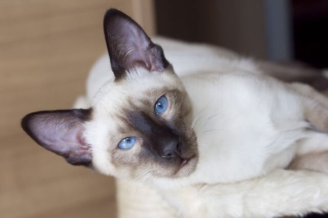 Коты грузины : особенности ориентальной породы кошек | Кошки & Собаки | Дзен