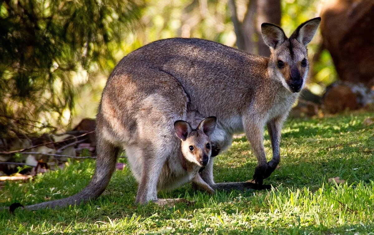 Животные австралии для детей