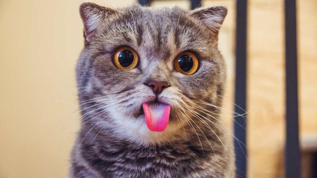 котенок показывает язык
