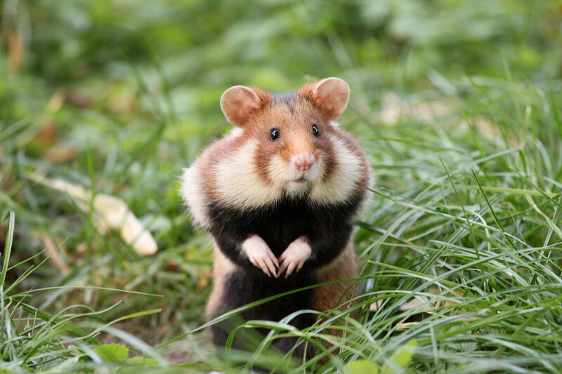 Самые красивые хомяки в мире: откройте мир красоты домашних и диких грызунов