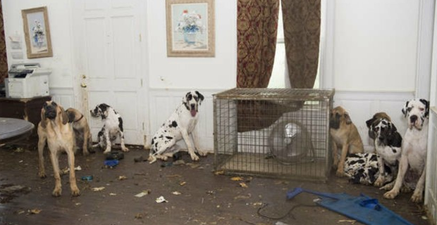 Животные в ужасном доме