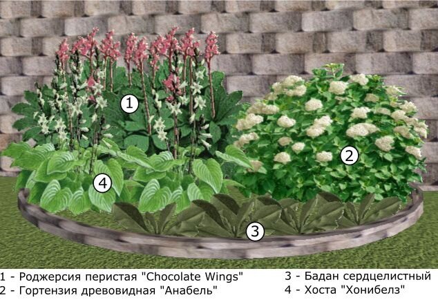 Клумба с хостой и другими многолетниками схема