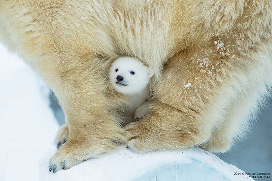 Так выглядела Шилка в первые месяцы жизни в Новосибирском зоопарке. Фото: Ильнар Салахиев