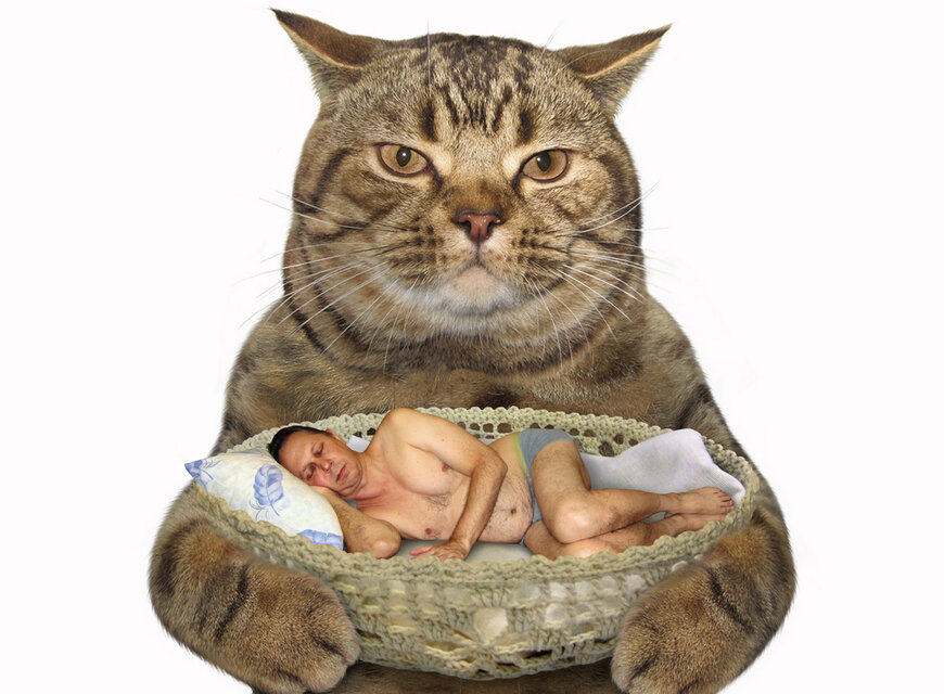 Посмотрите на странных котов, которые "сломались"