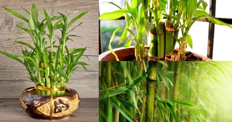 источник: sadogorod.club