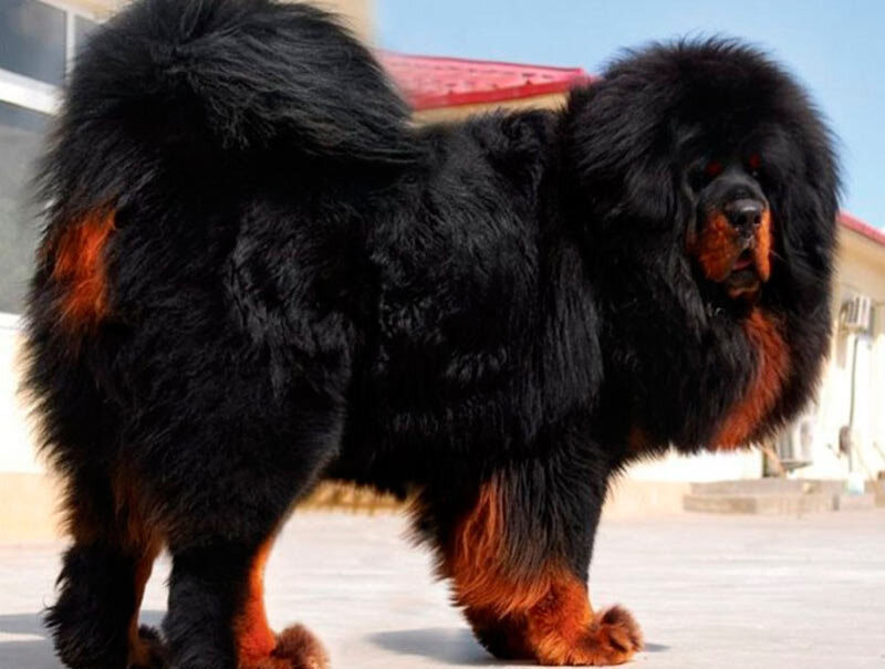 Сколько стоят большие собаки. Тибетский мастиф. Тибетский мастиф Хонг Донг. Мастиф тибетский мастиф. Тибетский мастиф черно подпалый.