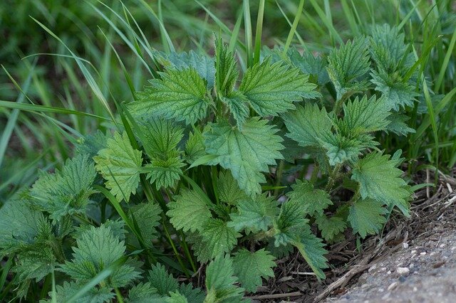 Недостаток удобрения из крапивы - не очень приятный запах.