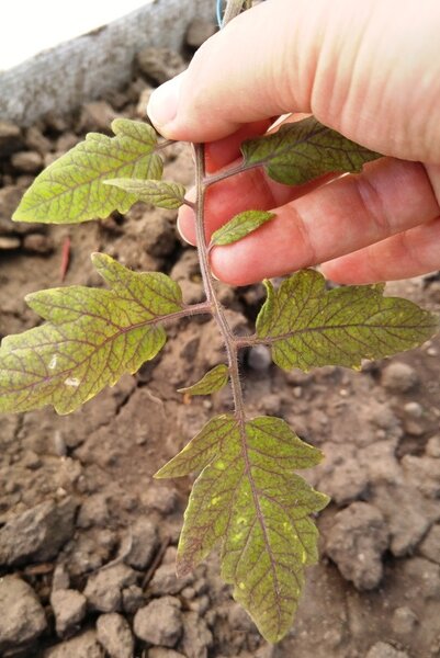 Фиолетовая рассада помидор при посадке в холодную землю.