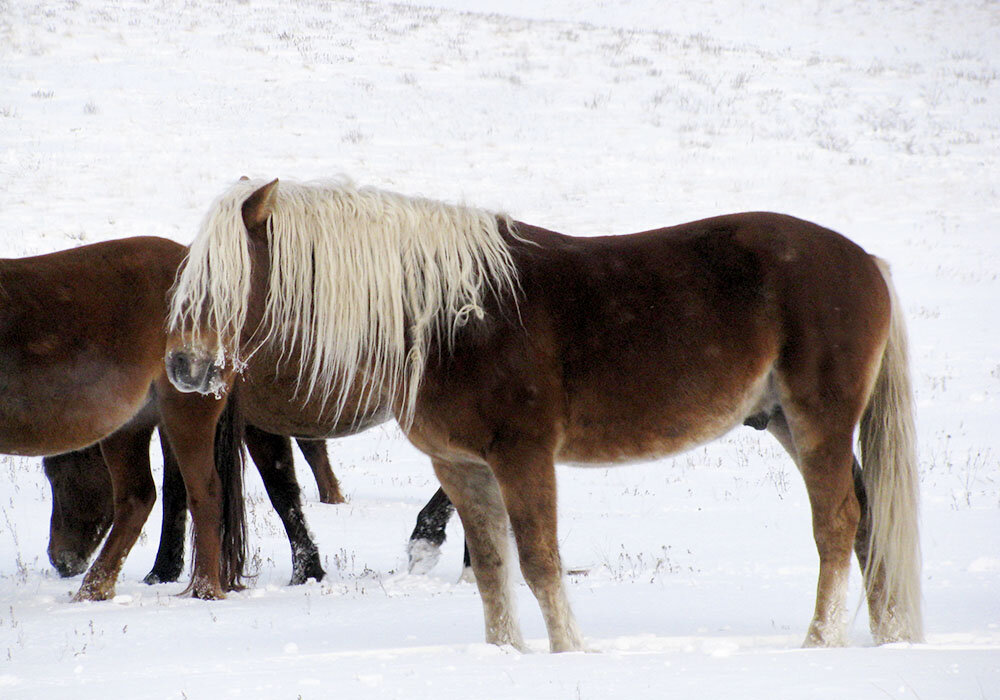 Торы ала. Казахская порода лошадей Джабе. Мугалжарская порода лошадей. Кушумская порода лошадей. Кушумская порода лошадей в Казахстане.