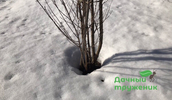 В Монрепо рассказали, откуда появляются проталины вокруг деревьев