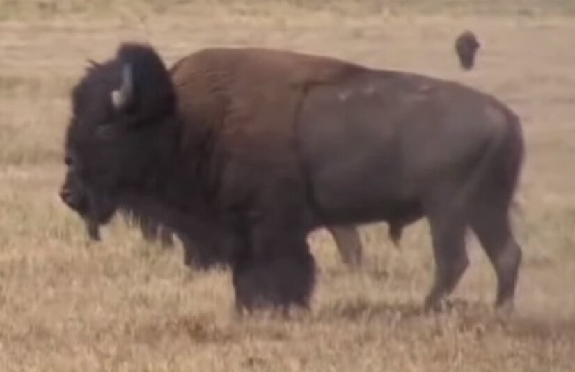 Брутальные бизоны, оказывается, не такие уж и брутальные