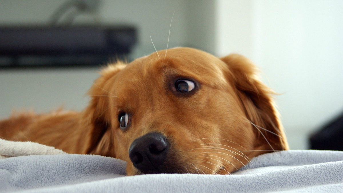 Подпишитесь на канал, если Вам нравится контент)