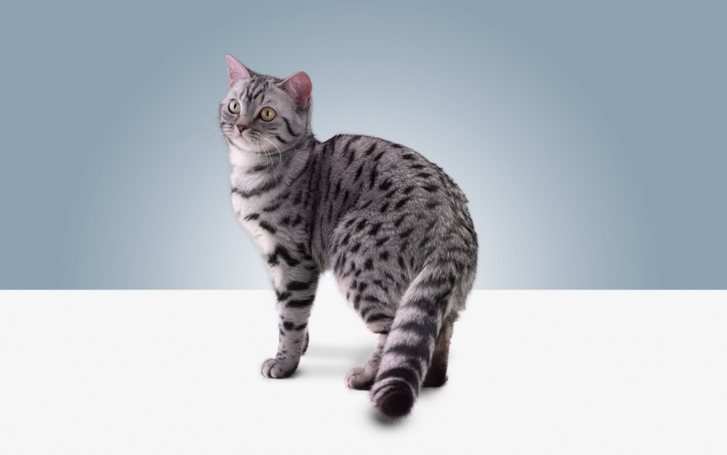 фото whiskas.ru