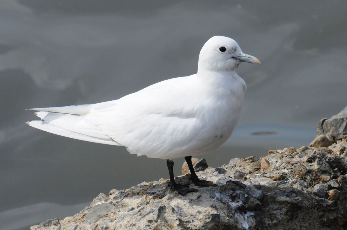 
Белая чайка. Зона ее обитания – Арктика. Учеными изучены мало. Живут и перелетают стаями. Но, как и многие пернатые – ждут птенцов совместно и поочередно. Полностью водоплавающими их не назовешь, они любят передвигаться по суше.