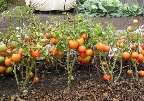 Когда помидоры достигают определенной высоты, огородники зачастую принимаются за их подвязку. Дело это довольно кропотливое, в особенности, если грядка с томатами достаточно большая.-2