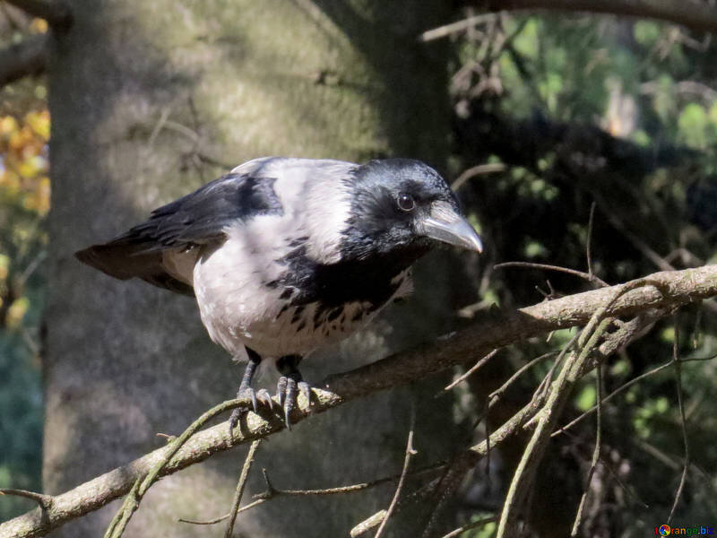 Следящая ворона.