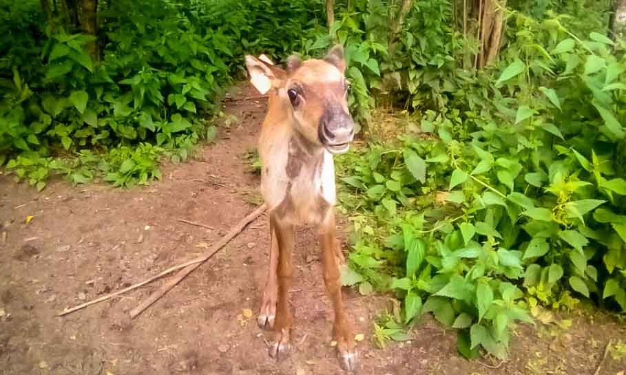 Чувствуют себя отлично!