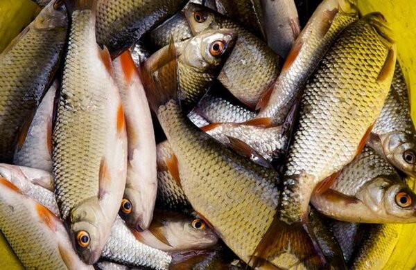 Новый рецепт перловки для рыбалки, с которой суточную норму вылова можно превысить в 2 раза