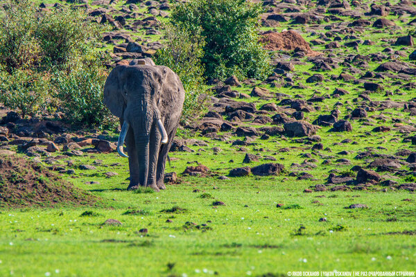 Кладбища слонов. Правда о жизни и смерти королей животного мира