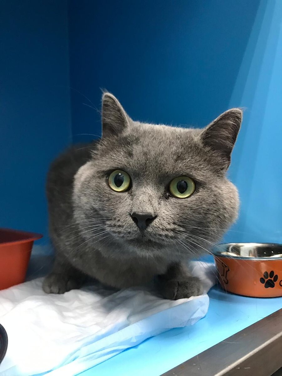 Кот Барон из Банды Дворян