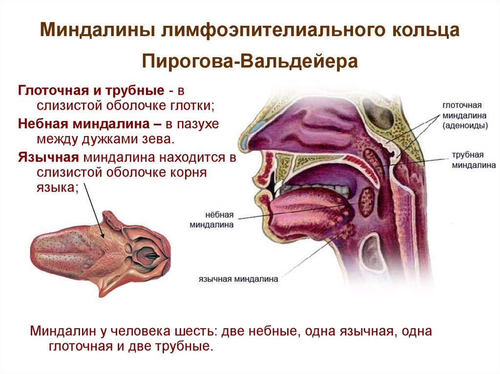 Острый и хронический тонзиллит у детей