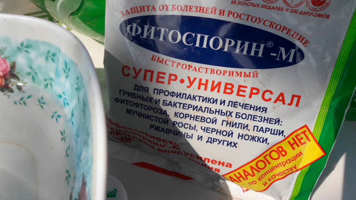 Что такое маточный раствор для растений. Фитоспорин-м от фитофторы. Как приготовить маточный раствор фитоспорина. Как приготовить маточный раствор фитоспорина. Маточный раствор фитоспорина.