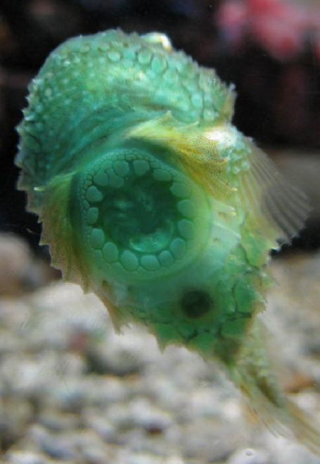 Пинагор, или рыба-воробей (Cyclopterus lumpus)