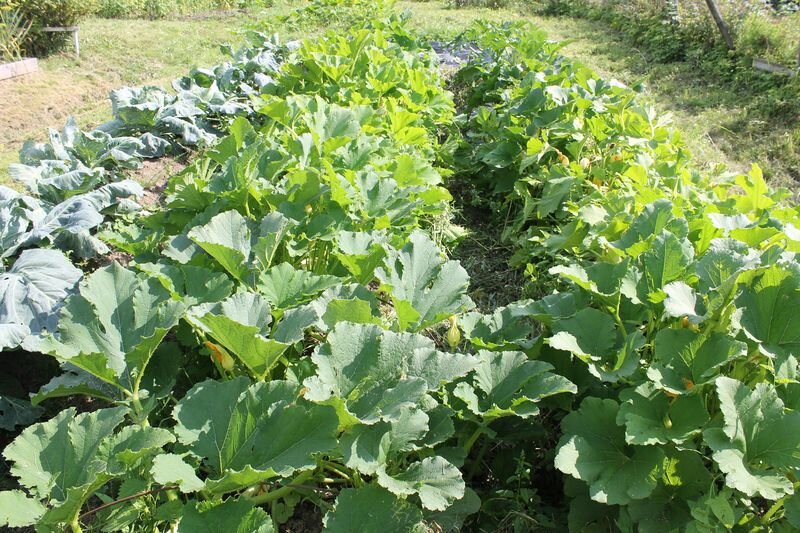 разрослись наши кабачищи!