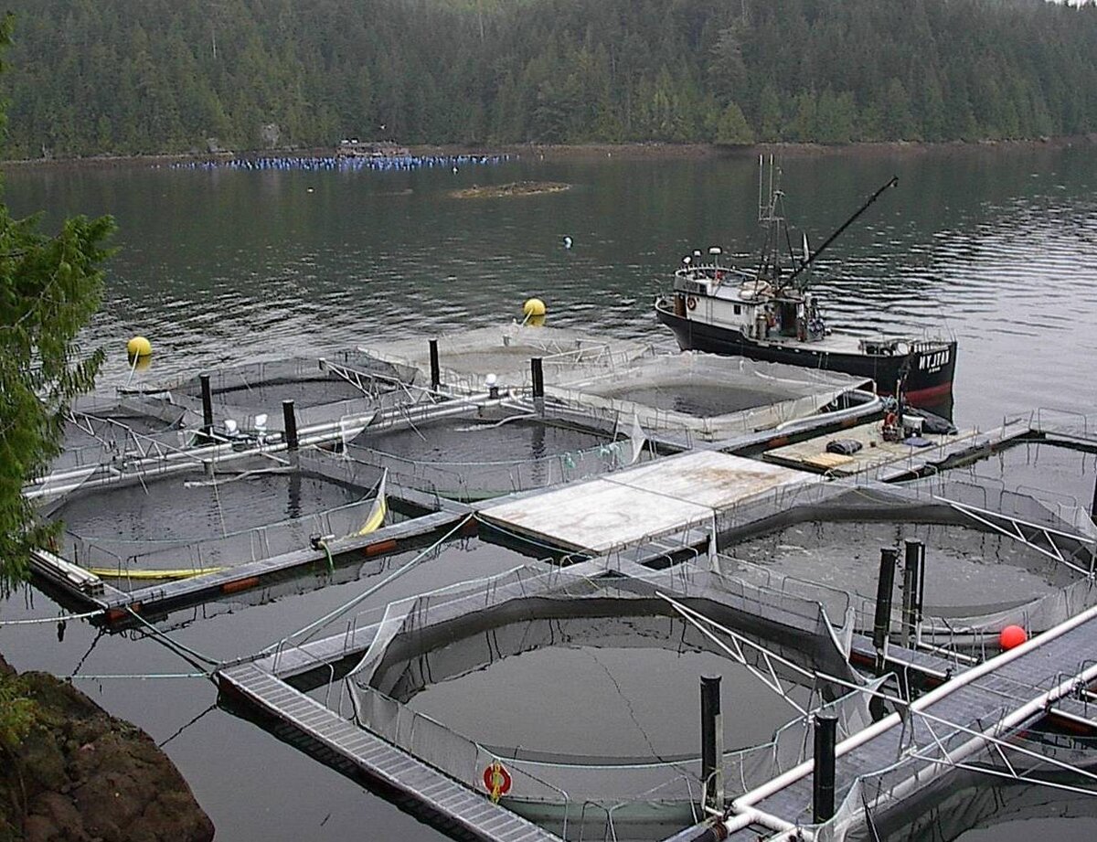 Ферма форели. Фото из свободного доступа интернет.