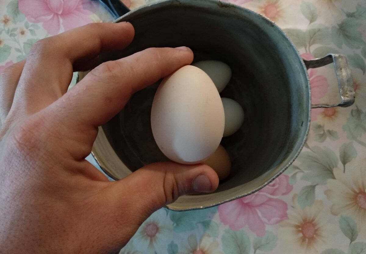 Куриное яйцо