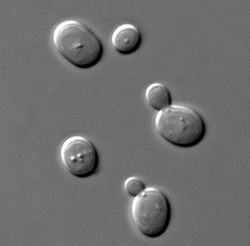 Клетки дрожжей под микроскопом. 