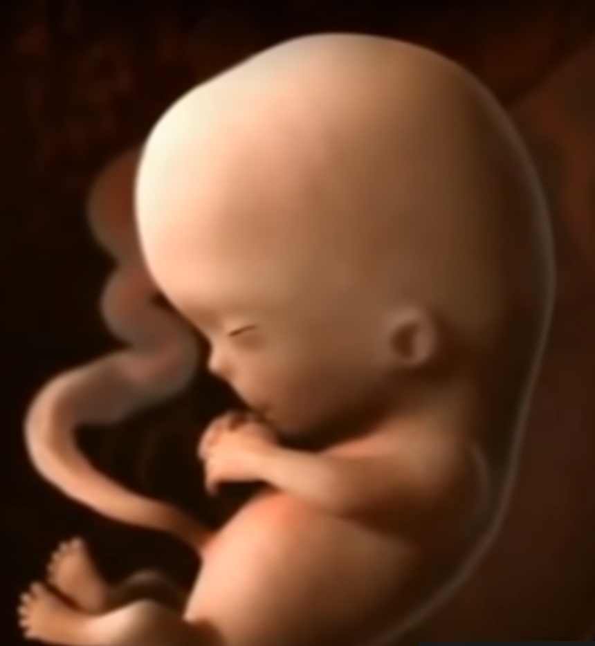 3D-моделирование плода