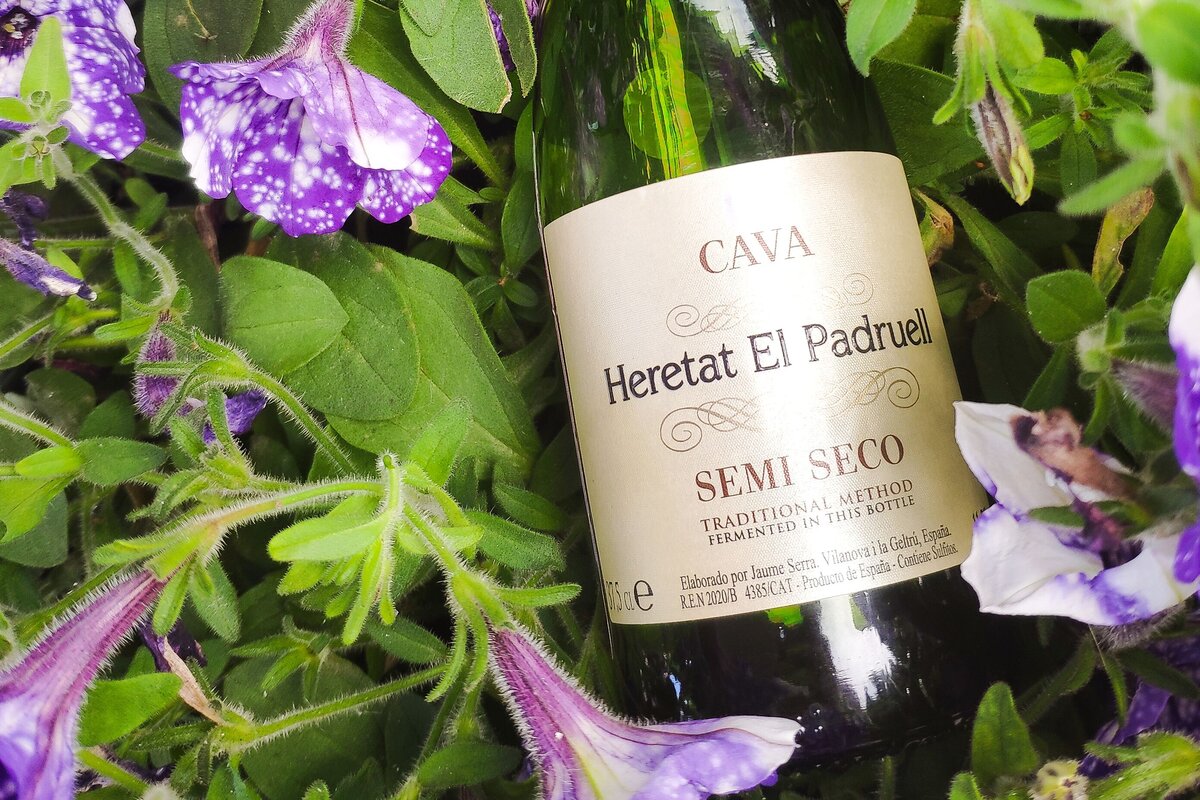 Cava шампанское heretat el padruell semi seco. Вино cava heretat 0. Вино cava heretat. Вино cava heretat el padruell игристое. Cava heretat el semi seco.