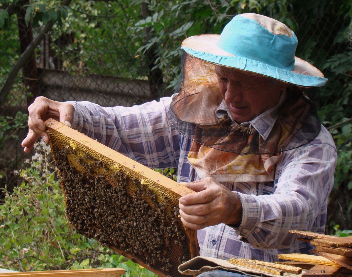 Когда собирают мед. Пасечник пчеловод. Пасечник на пасеке. Пчеловод профессия. Пасечник с пчелами.