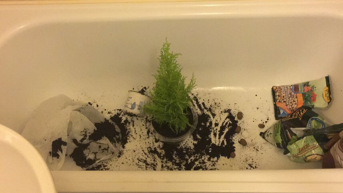 Процесс пересадки