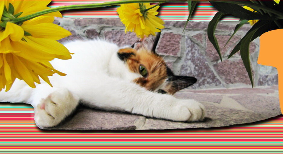 Тут уже повзрослевшая кошка Сима