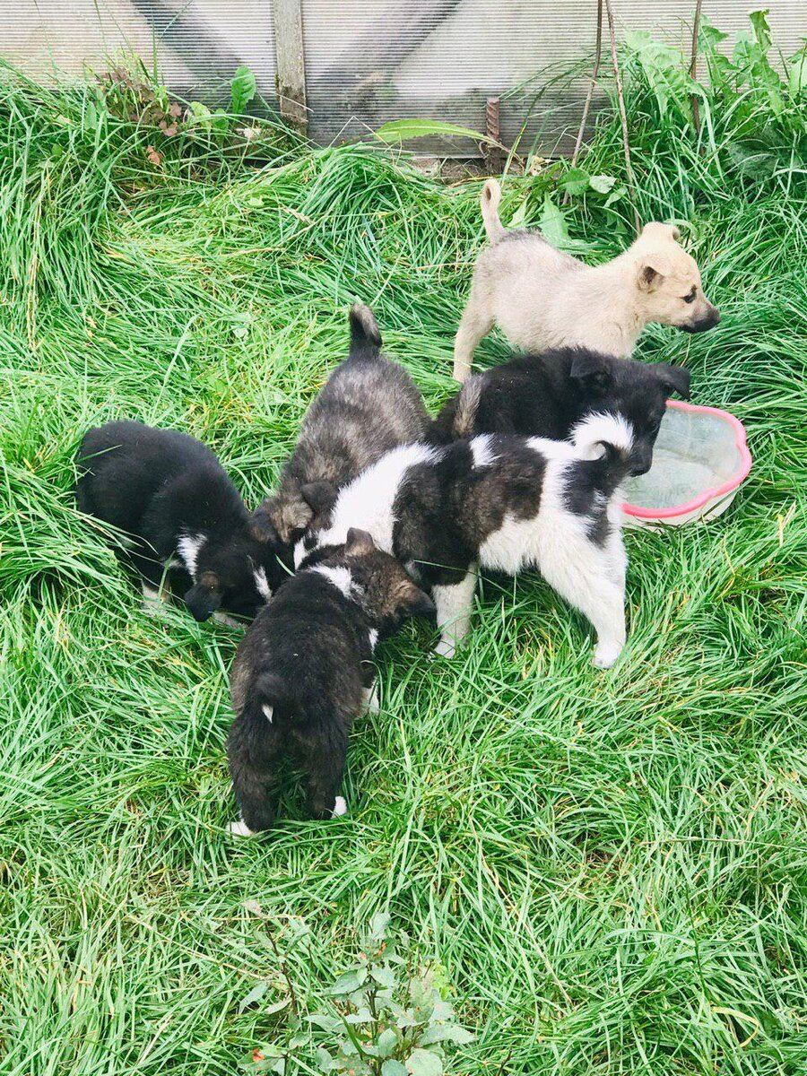 Бездомные потеряшки