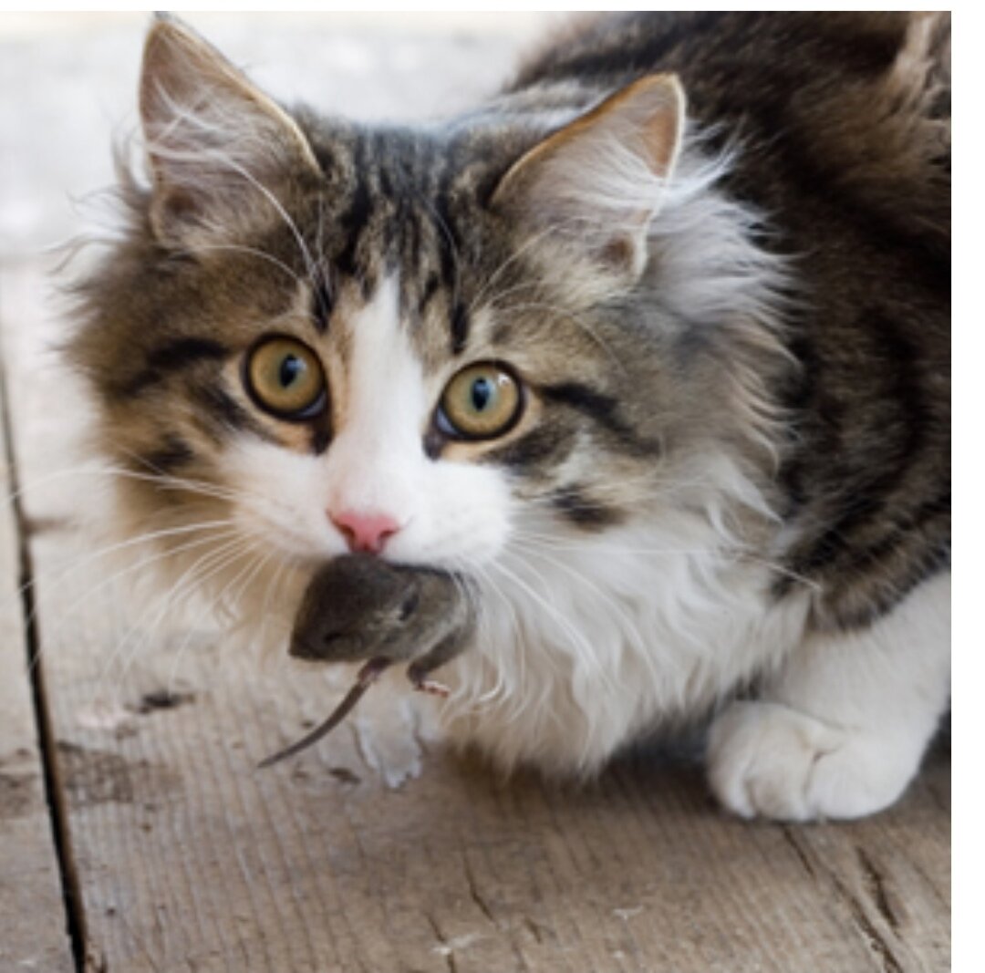 Кот и мыши. Моя кошка мышка. Кошка и мышка рисунок. Котик с мышкой. Кошки-мышки.