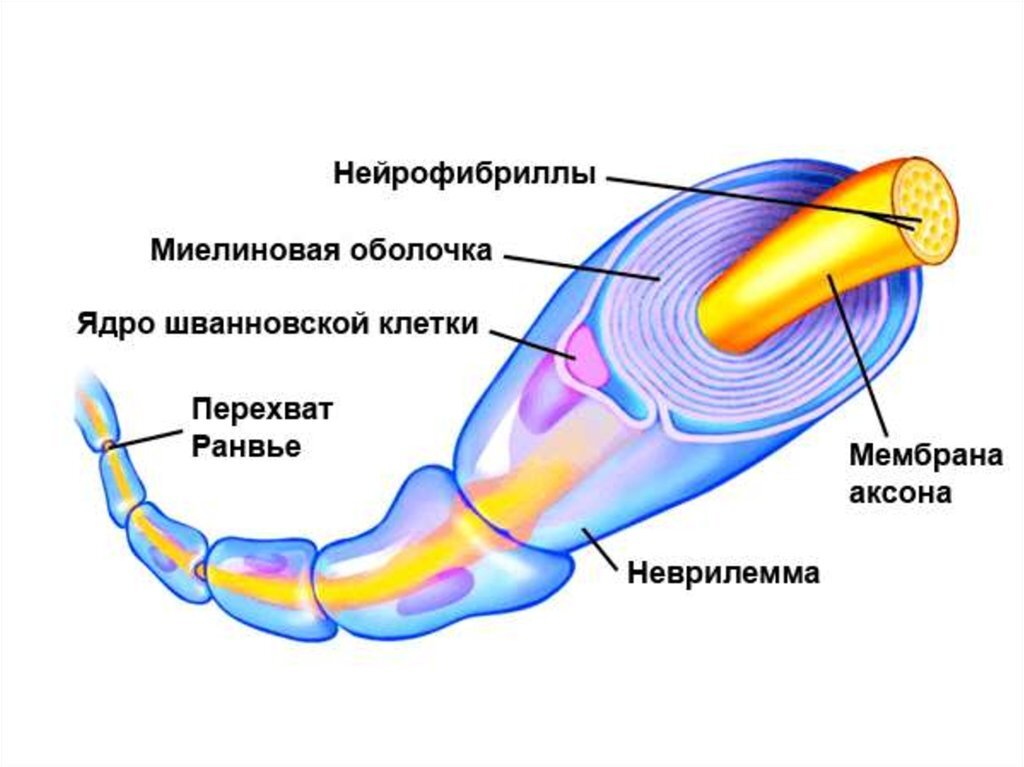 Строение нервных волокон