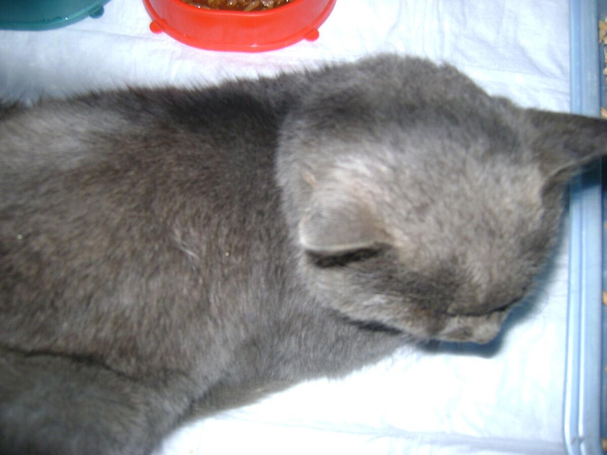 Миша-Прапор.