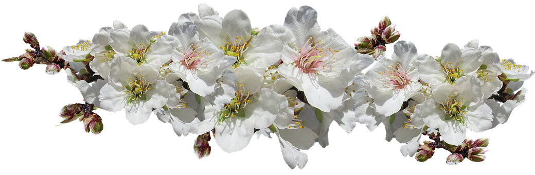https://pixabay.com/ru/photos/%D1%86%D0%B2%D0%B5%D1%82%D1%8B-%D0%BC%D0%B8%D0%BD%D0%B4%D0%B0%D0%BB%D1%8C-%D1%86%D0%B2%D0%B5%D1%81%D1%82%D0%B8-%D0%B4%D0%B5%D1%80%D0%B5%D0%B2%D0%BE-4507585/